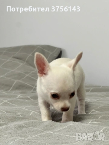 Мини Чихуахуа Момиченце, снимка 3 - Чихуахуа - 53065824