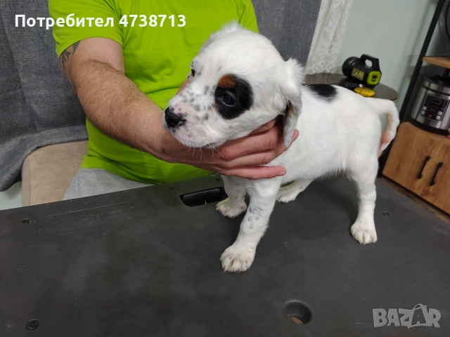 Английски сетер , снимка 4 - Английски сетери - 53565556