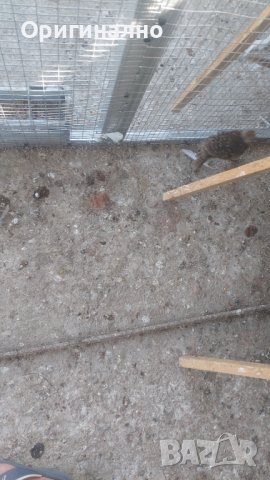 Папагали корели фазани и пауни, снимка 10 - Папагали - 41540263