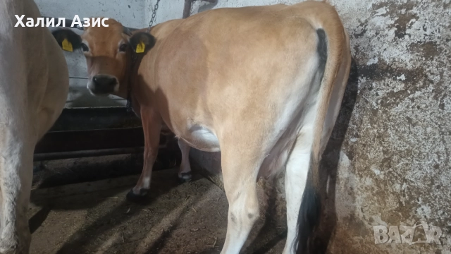 Продавам стадо крави джарсей. 34 броя редовни дойни. Повечето са бременни 7-ми месец., снимка 5 - Крави - 52032985