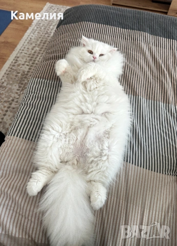 Бял персийски котарак за разплод, снимка 4 - Персийска - 53778447