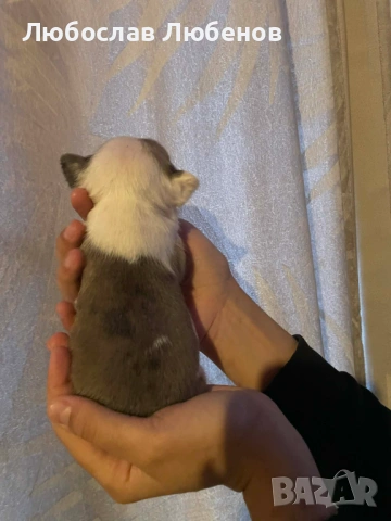 Френски булдог 