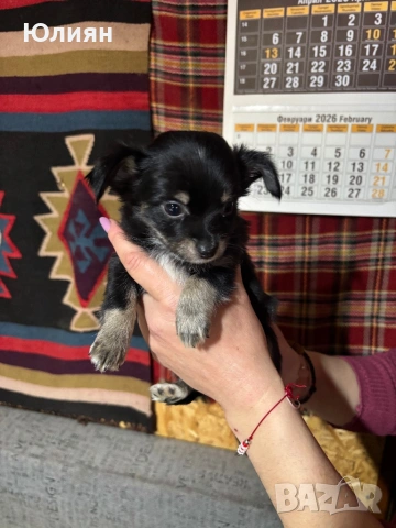 Пинчерчета , снимка 6 - Пинчер - 53748009