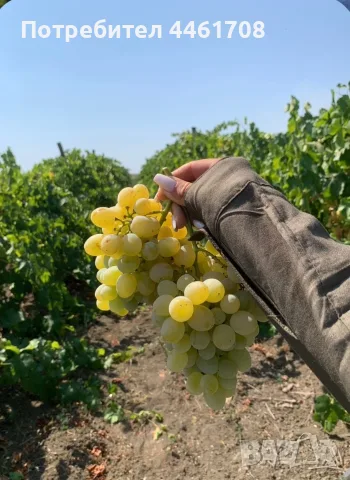 Продавам грозде