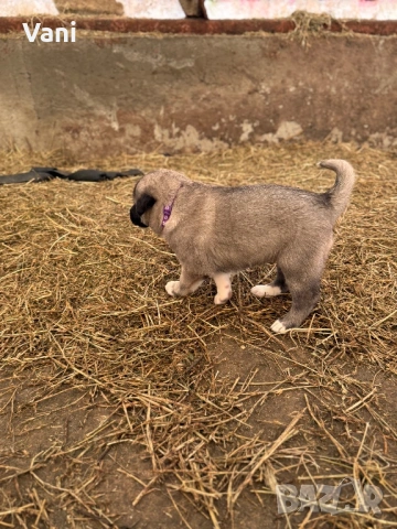 Кангал /Кангалчета, малки , снимка 16 - Кангал - 53493206