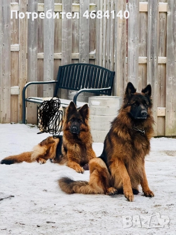 Немска овчарка с дълъг косъм с родословие , снимка 10 - Немска овчарка - 52807212