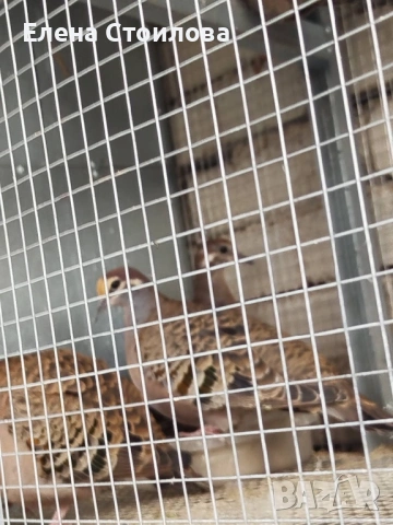 Гугутки и гълъби , снимка 13 - Гълъби - 53829038