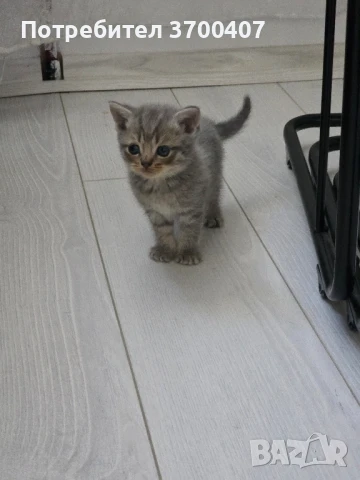 Британска клепоуха, снимка 1