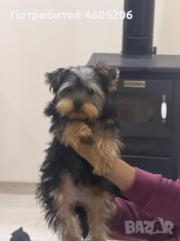 Йоркширски териер (йорки), снимка 4 - Йоркширски териер - 53580004