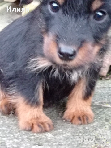 Малки ягдтериерчета на 3 месеца , обезпаразитени и с всички необходими ваксини ., снимка 6 - Ягдтериер - 51739287