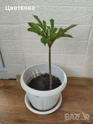 стайни растения +отстъпка и подарък