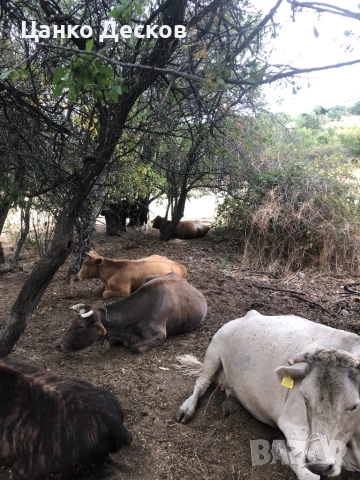 Стадо крави, снимка 4 - Крави - 51846249