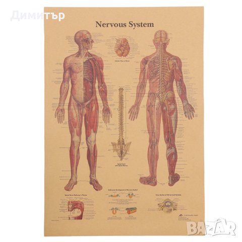 Постер плакат постери макаров 51/35см., снимка 13 - Декорация за дома - 35491530