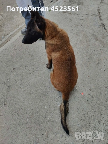 Белгиска овчарка, снимка 4 - Белгийска овчарка - 53669054