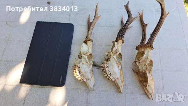 Черепи с рога от сърна 3 бр