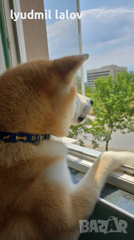 Акита Ину родословие документи, снимка 3 - Акита ину - 53076997