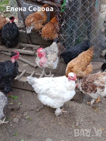 яйца за люпене от Съсекс и голошийки и качулати , снимка 3 - Кокошки и пуйки - 53723134
