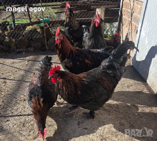 Петли Маран, снимка 2 - Кокошки и пуйки - 53128107