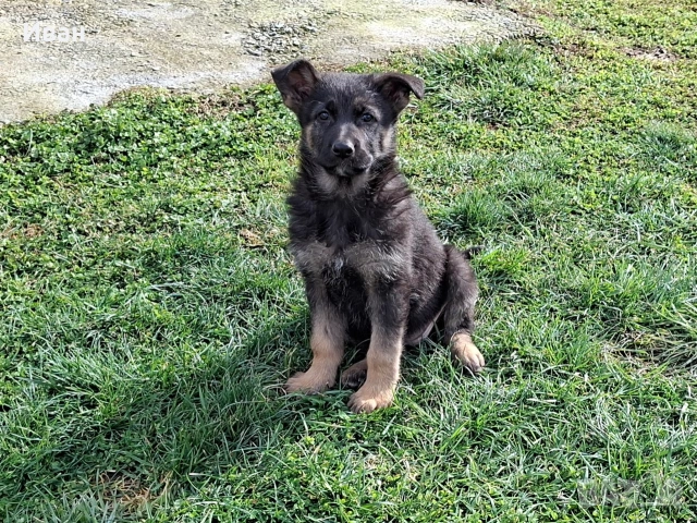 малки немски овчарки, снимка 11 - Немска овчарка - 52921710