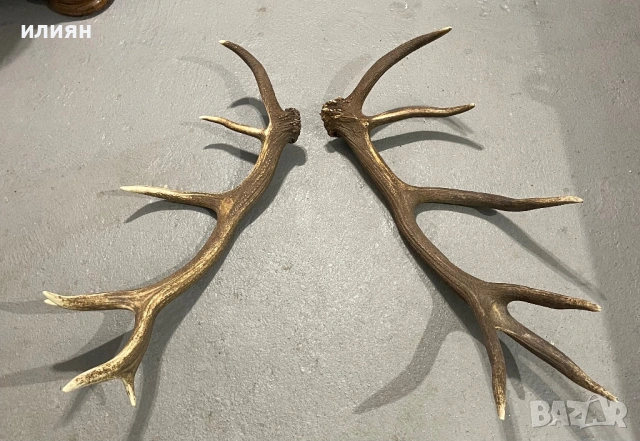 Рог елен 1, снимка 5 - Други ценни предмети - 53857282