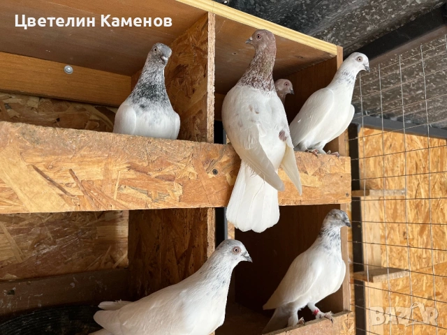 Унгарски високолетящи / Унгарци Гълъби , снимка 4 - Гълъби - 53068526