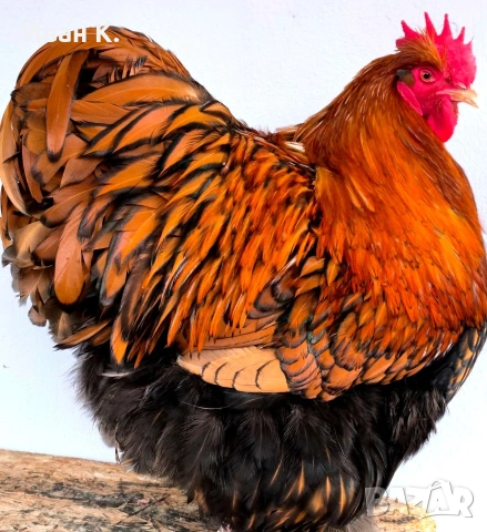 Продавам златно кантиран Орпингтон. 