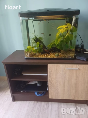 Аквариум с рибките и водорасли, снимка 1