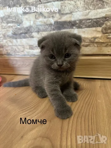 Малки пухкави котенца, снимка 2 - Британска късокосместа - 55949085