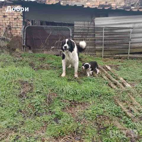 Малки Каракачански кученца, снимка 6 - Каракачанска овчарка - 55874249