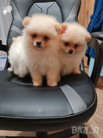 Померан померанчета Гр. София , снимка 3 - Померан - 53557308
