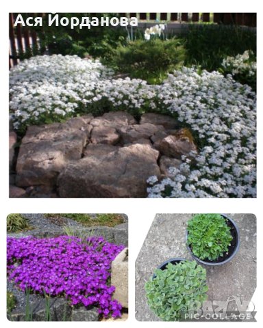 Градински цветя и храсти, снимка 11 - Градински цветя и растения - 42084094