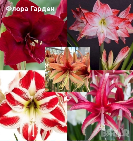 Луковици Амарилис, Хипеаструм, снимка 14 - Сортови семена и луковици - 52256523