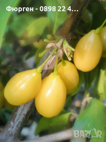 Дрян - Жълт, снимка 6 - Разсади - 51095875