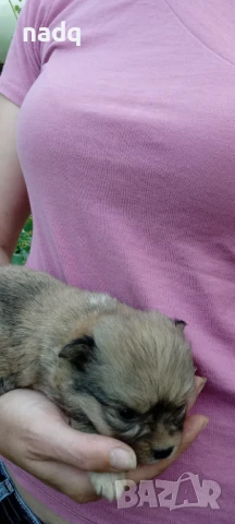 Чиху - пинчер, снимка 1