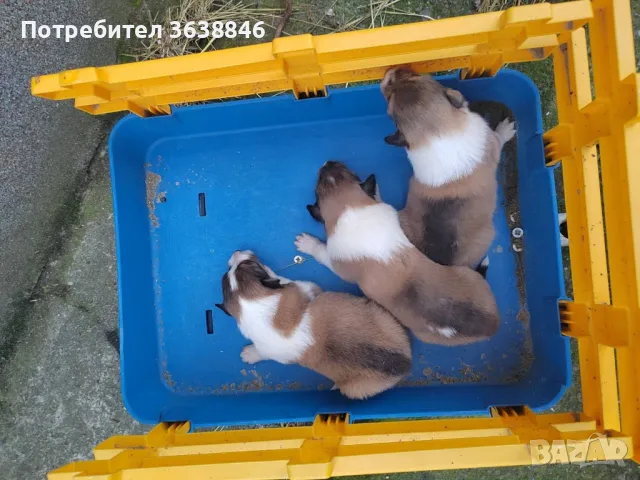 Шотландско овчарка Коли, снимка 4 - Коли - 49685051