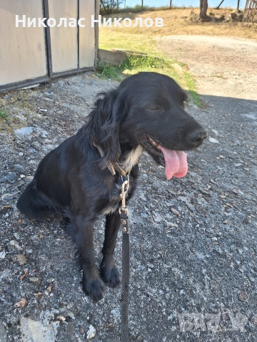 Продавам куче кокер шпаньол, снимка 2 - За кучета - 53541230