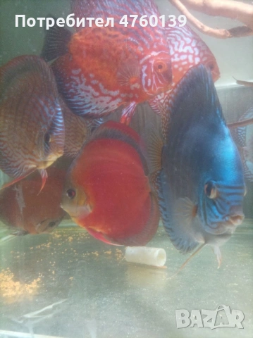 Дискуси Пиджън, червен тюркоаз и ред ковър