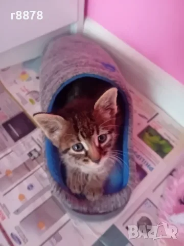 Подарявам малко коте