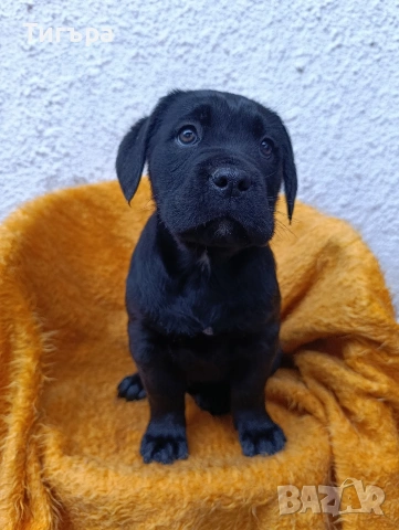 Кане Корсо с Паспорт и 2 Ваксини над 2 месеца !, снимка 7 - Кане корсо - 52793038