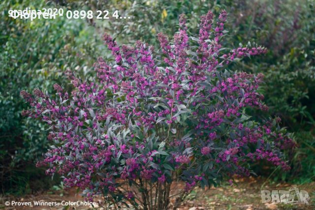 Каликарпа - Налични 2 вида Бяла - Callicarpa dichotoma Albibacea Лилава -Callicarpa dichotoma 'Issai, снимка 4 - Градински цветя и растения - 42145718