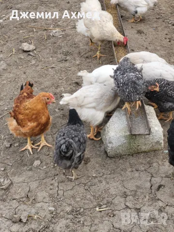 Гъски пилета ярки носачки, снимка 2 - Патици и гъски - 49831800