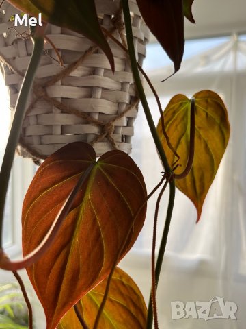 Philodendron micans, снимка 4 - Стайни растения - 39706093