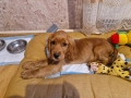 Кокер шпаньол, снимка 3