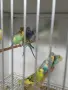 Вълнисти папагали и Корели , снимка 5