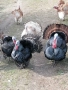 продавам млади домашно гледани пуйки пуяци петли кокошки , снимка 4