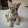 Бебета French bulldog , снимка 2