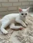 Британско коте с хетерохромия, снимка 3