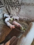 Продавам малки прасета, снимка 3