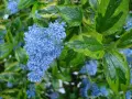 Ceanothus (Калифорнийски люляк), снимка 3