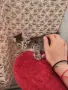 Подарявам 3 малки котета, снимка 8